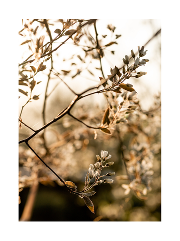 Fotografie von weißen Blüten an einem Ast mit Sonnenlicht im Hintergrund.