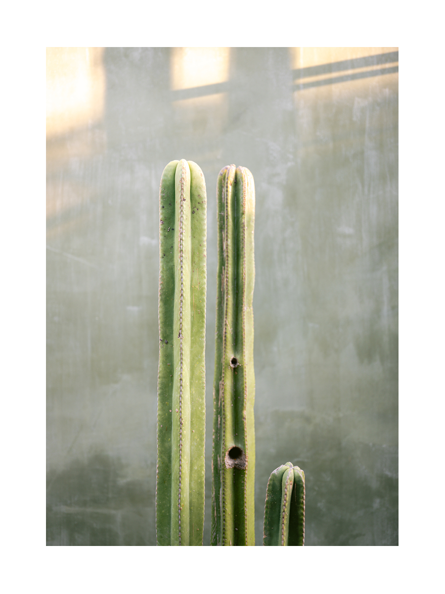 Fotografie von drei grünen Kakteen vor einem grünen Hintergrund mit Sonnenlicht.
