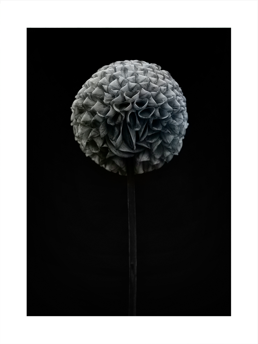 Grey Flower Poster