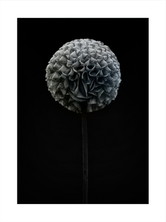 Fotografie einer grauen Blume mit vielen Blütenblättern vor einem schwarzen Hintergrund.
