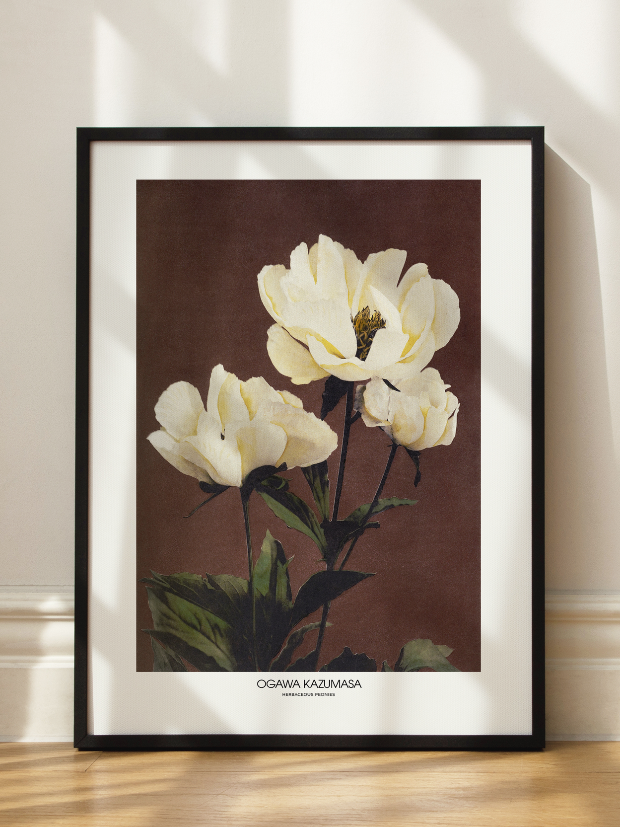 Herbaceous Peonies by Ogawa