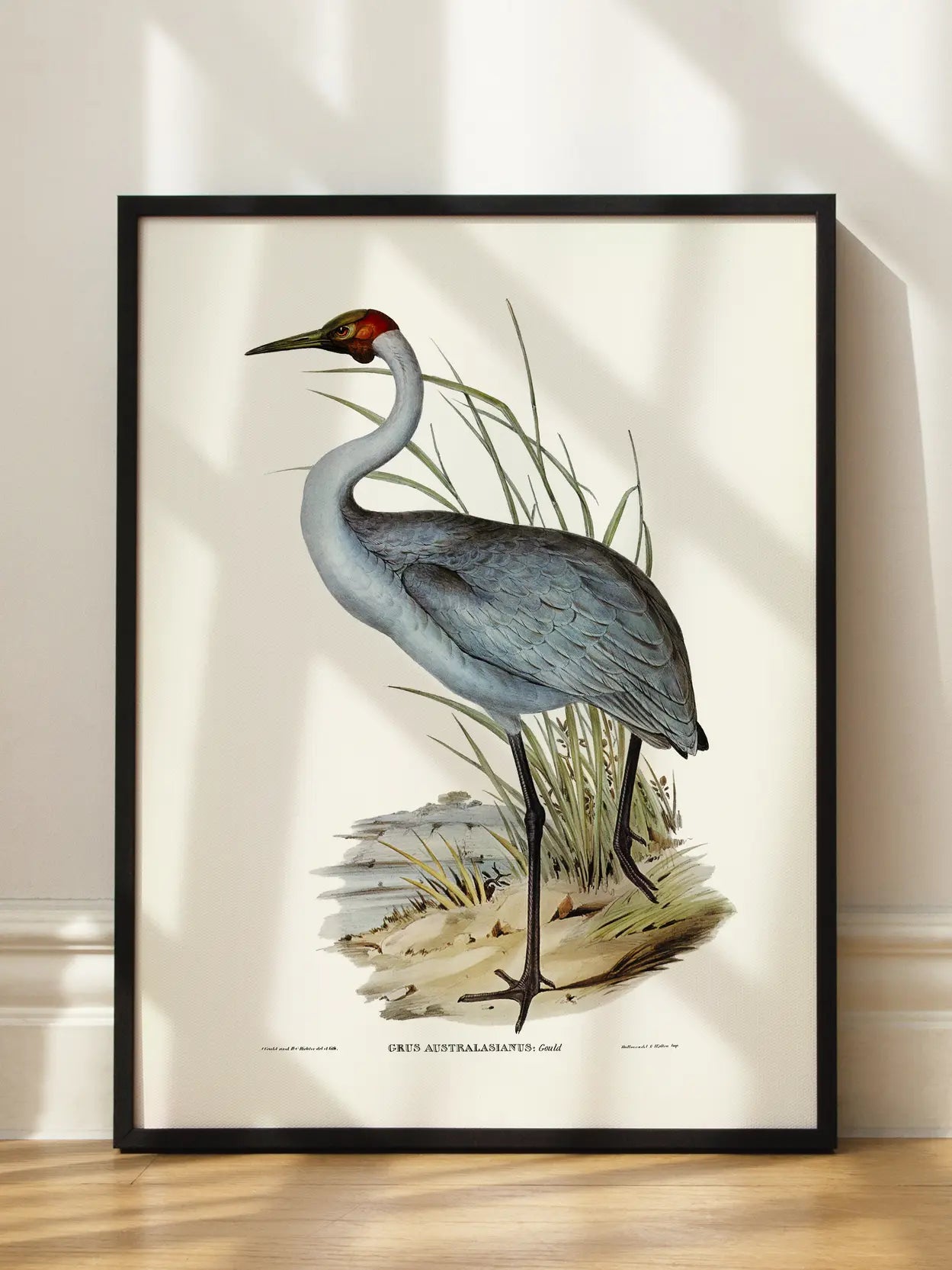 Heron Bird Illustration