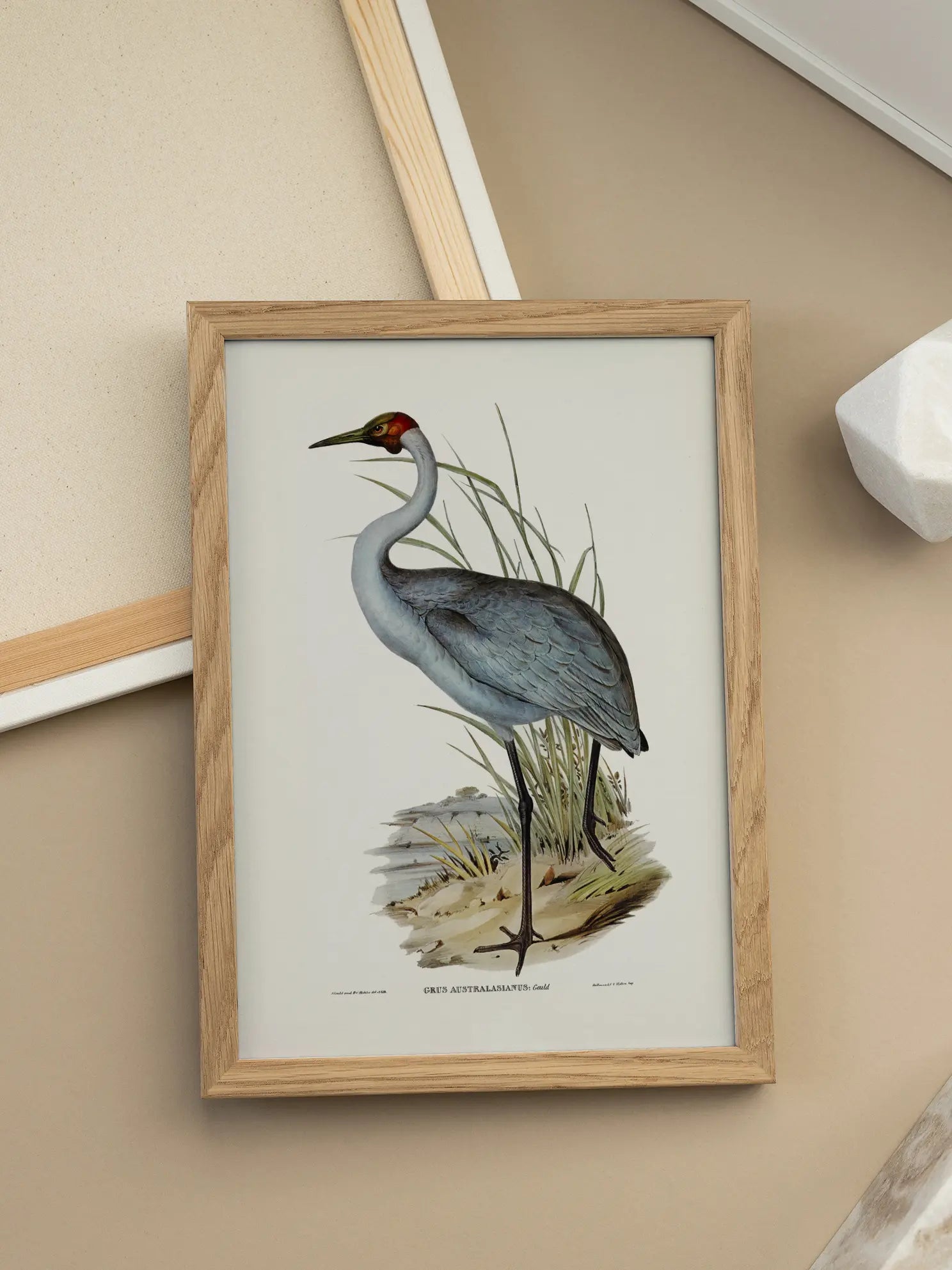 Heron Bird Illustration Poster