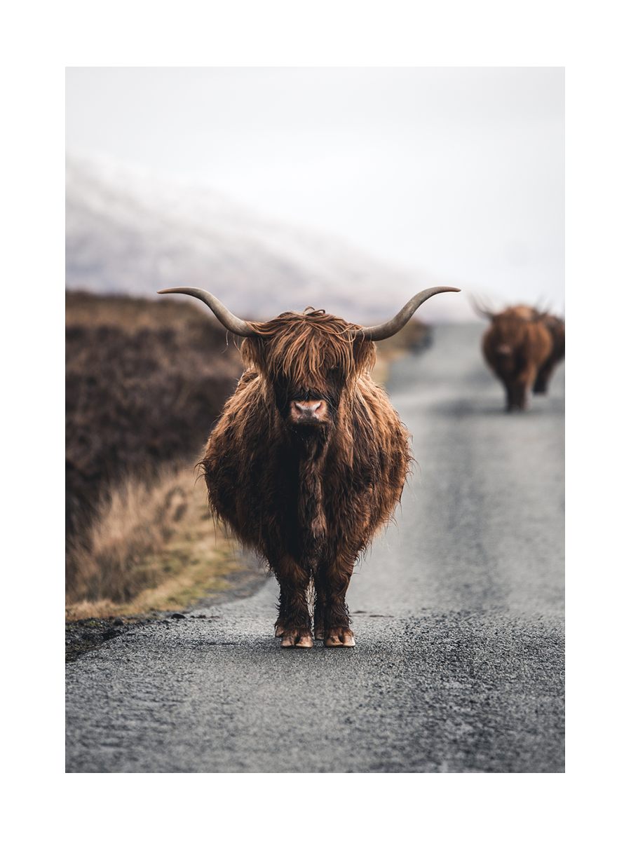 Fotografie von zwei Hochlandrindern auf einer Straße in der Natur.