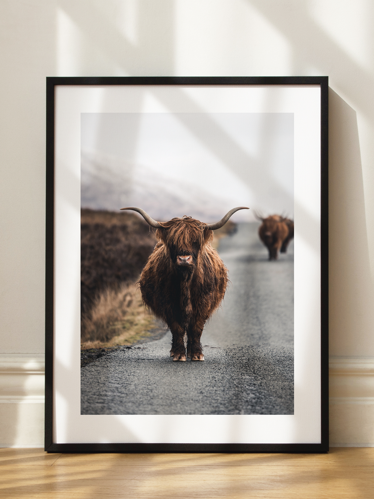 Highland Cow No2