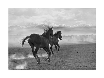 Schwarz-Weiß-Fotografie von zwei trabenden Pferden mit einer Herde und Berglandschaft im Hintergrund.