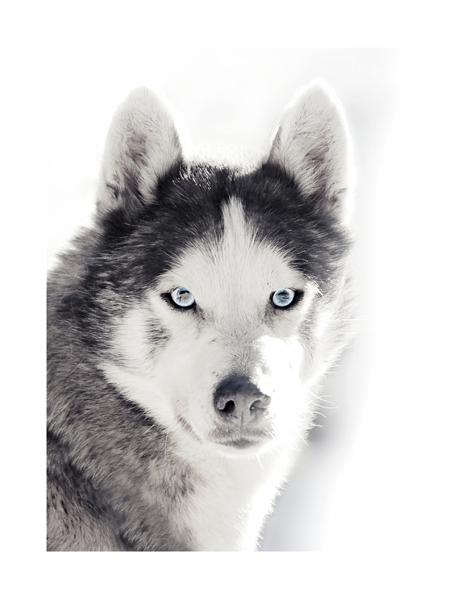 Fotografie eines Huskys mit blauen Augen vor hellem Hintergrund.