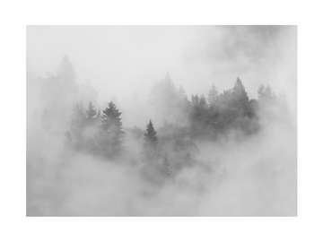 Schwarzweiß-Fotografie eines Waldes im Nebel.