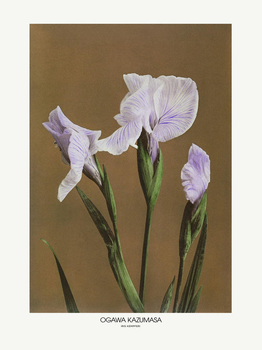 Illustration von Iris Ensata Blumen mit violetten Blütenblättern und grünen Stängeln vor einem neutralen Hintergrund.