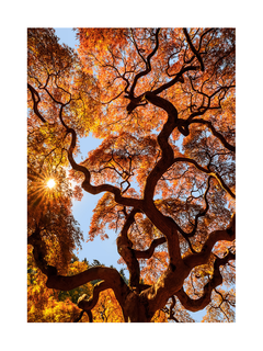 Fotografie eines japanischen Ahornbaums mit roten und orangefarbenen Blättern vor blauem Himmel.