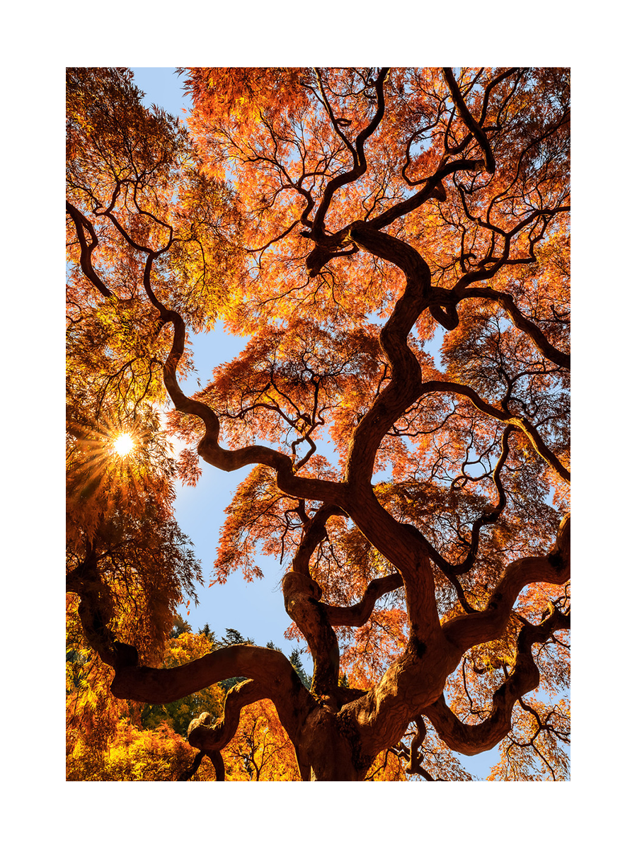 Fotografie eines japanischen Ahornbaums mit roten und orangefarbenen Blättern vor blauem Himmel.