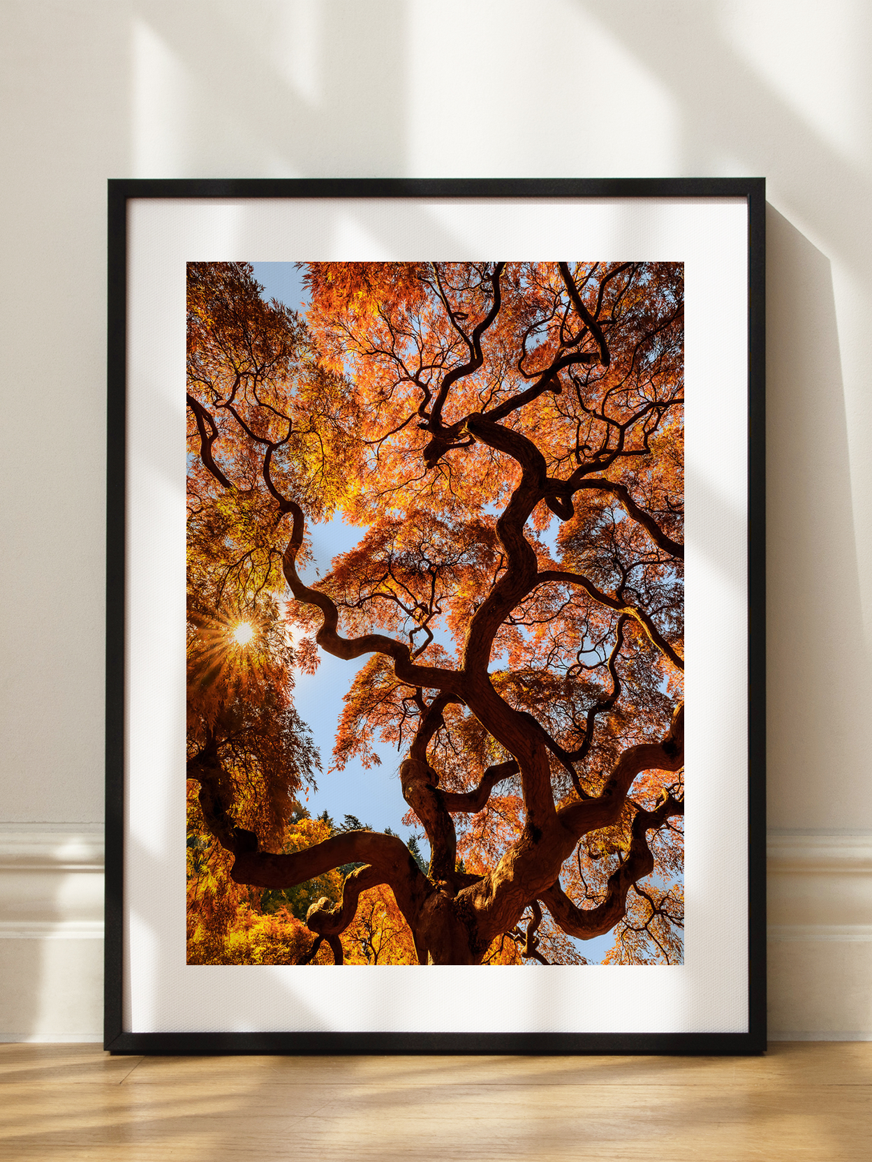 Japanese Maple Tree