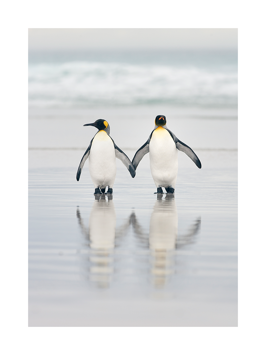 Zwei Königspinguine stehen am Strand und spiegeln sich im Wasser.