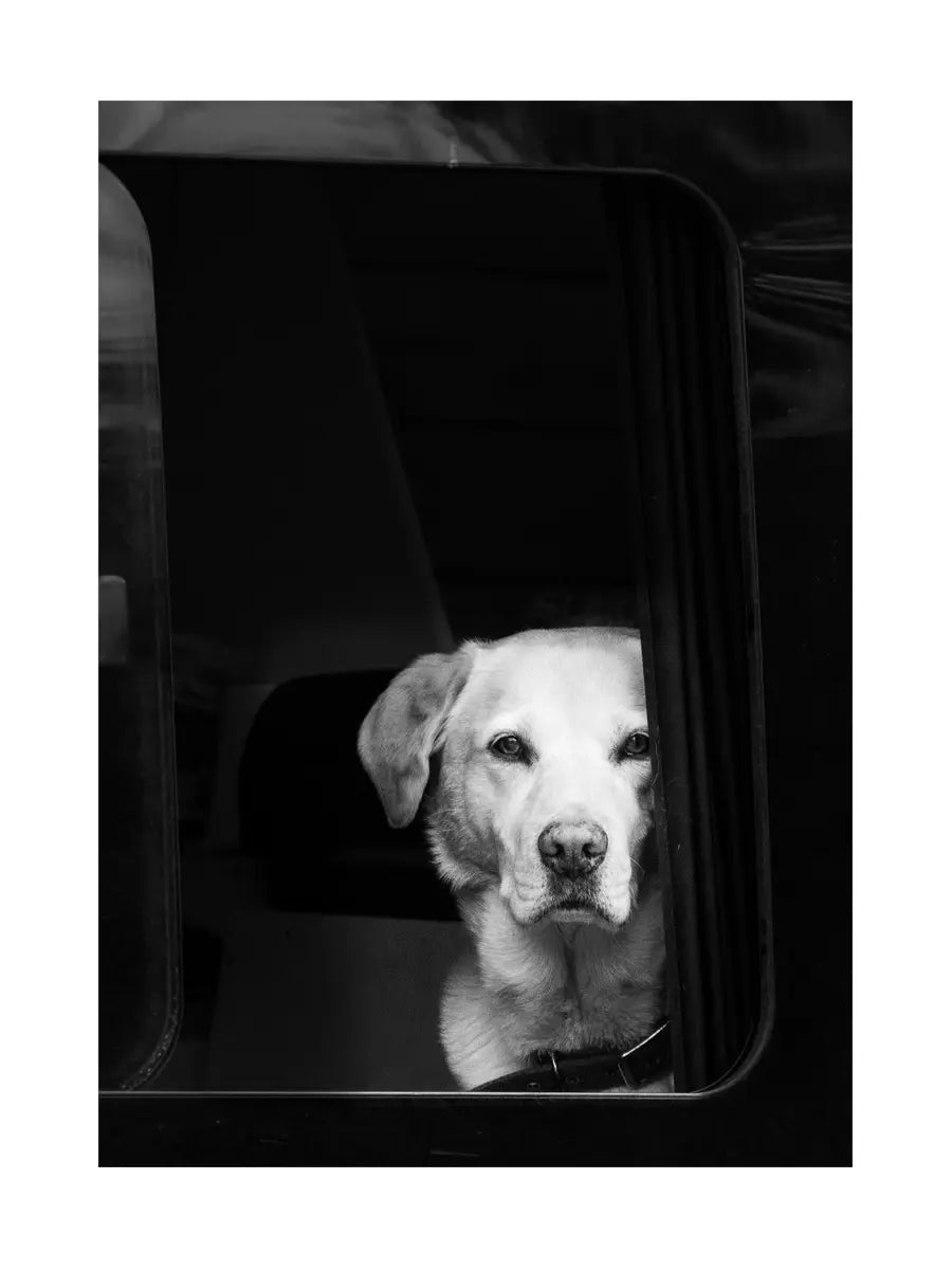 Ein Labrador schaut aus einem Autofenster in einer Schwarz-Weiß-Fotografie.