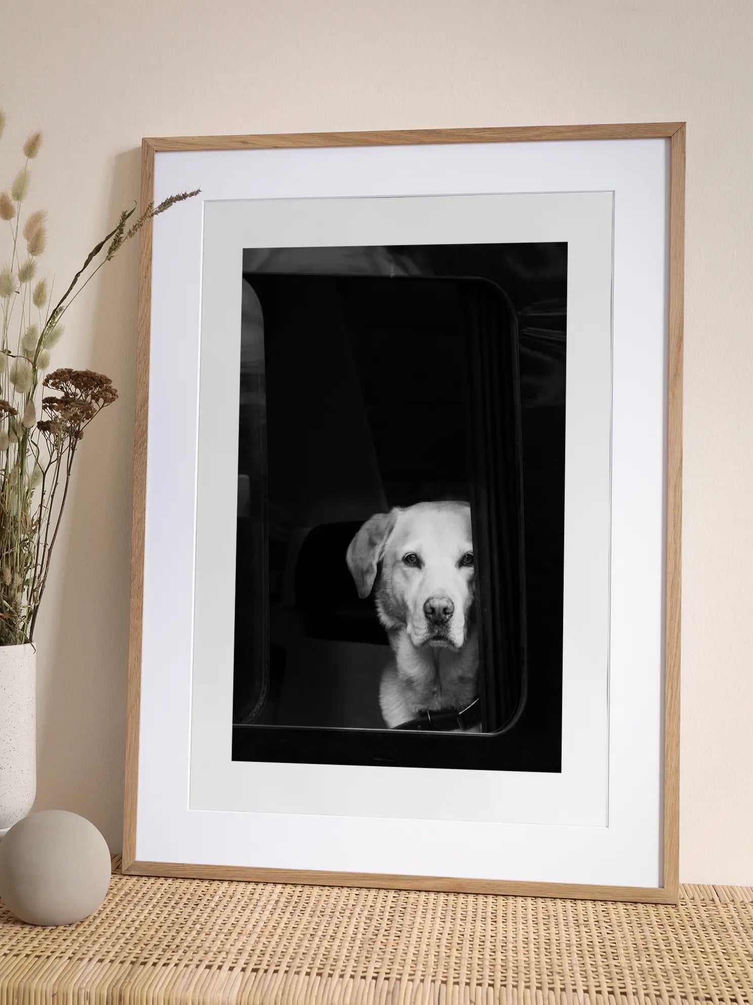 Labrador in the Car Window Poster