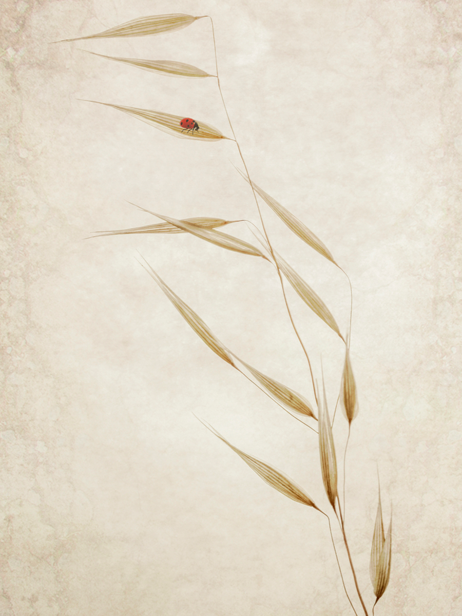 Fotografie eines Marienkäfers auf einem Weizenhalm vor einem hellbeigen Hintergrund.