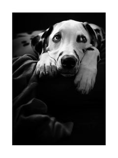 Schwarz-Weiß-Fotografie eines Dalmatiners, der auf einer Decke liegt.