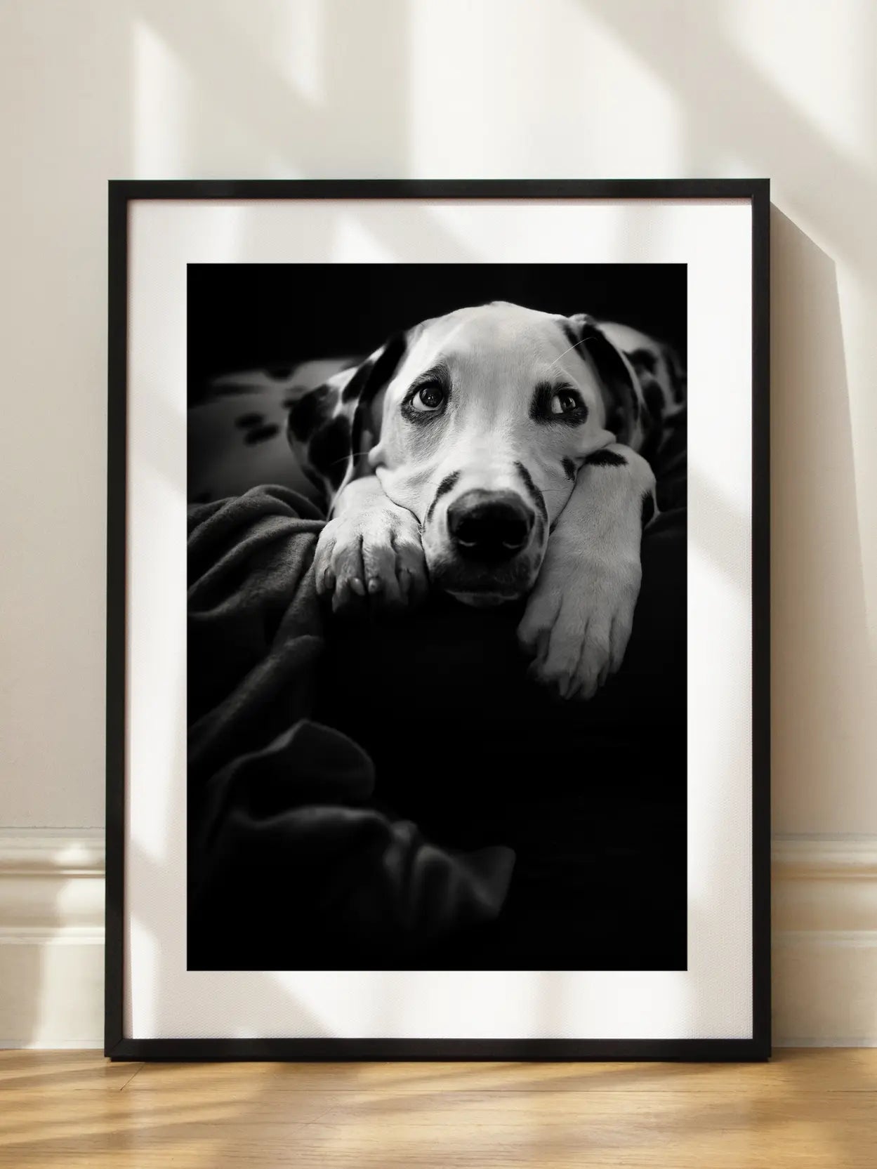 Lazy Dalmatian Poster