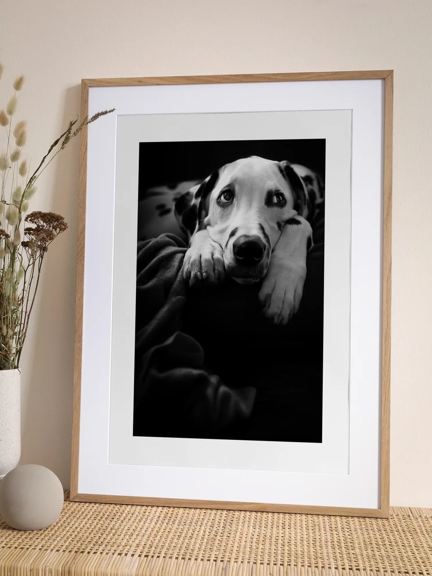 Lazy Dalmatian Poster