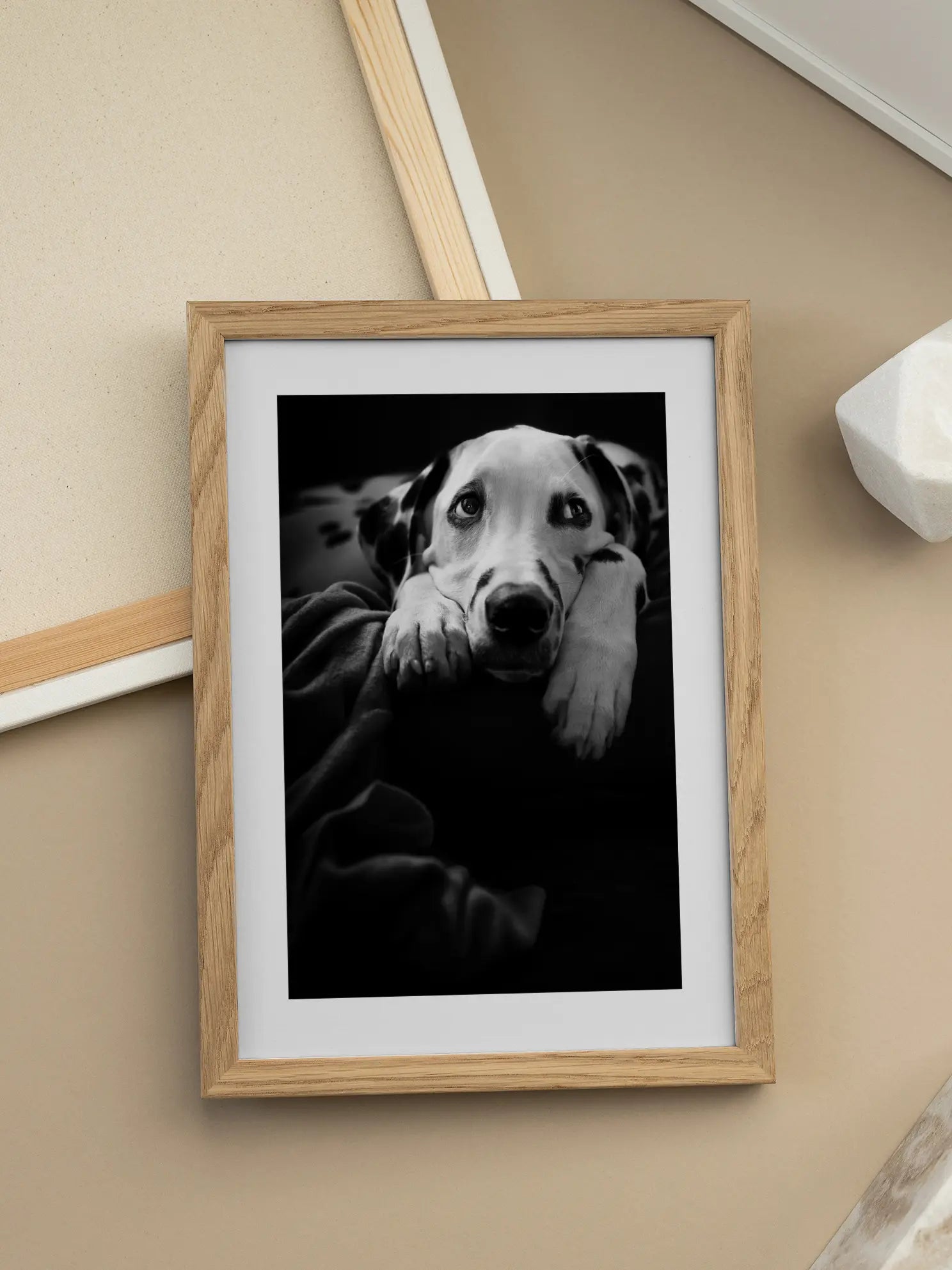 Lazy Dalmatian Poster