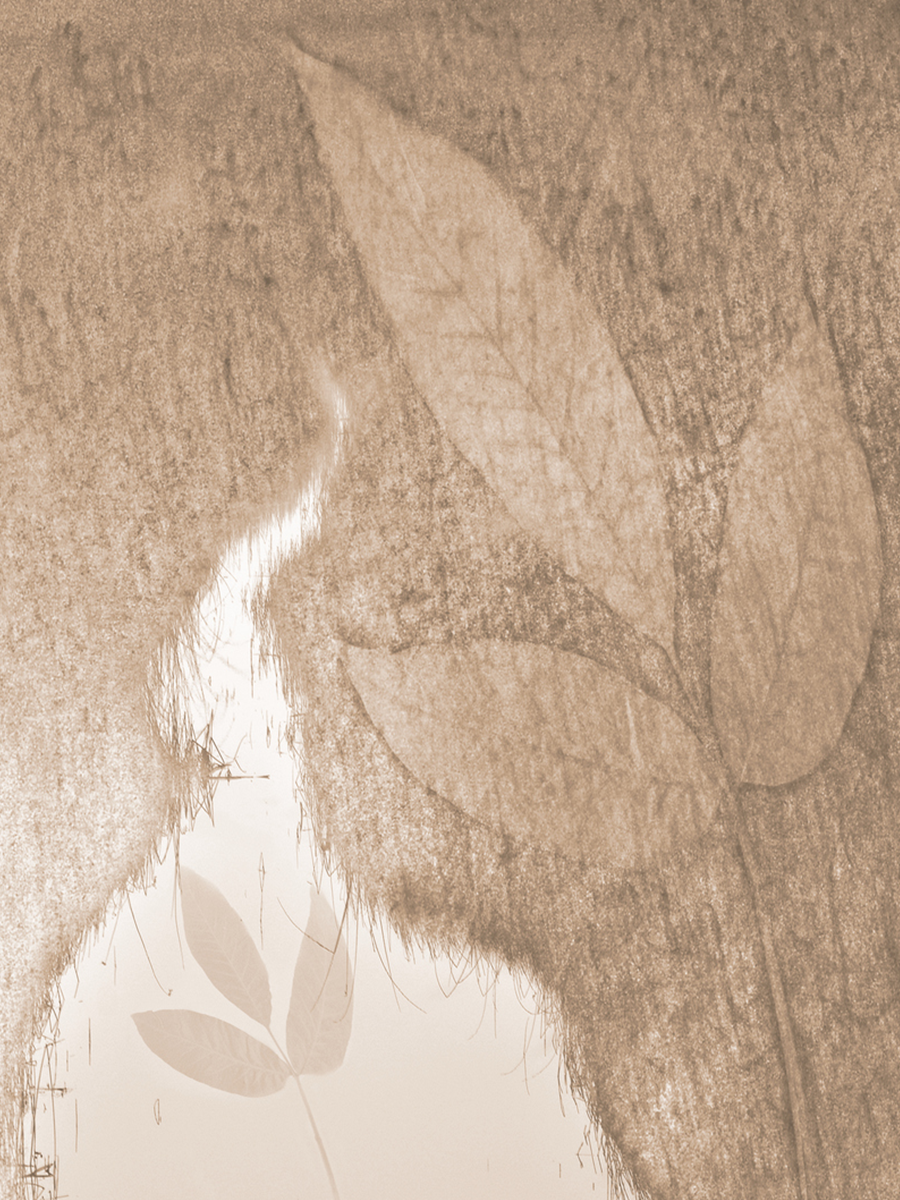 Blätter treiben auf Wasser in Sepia-Farbton.