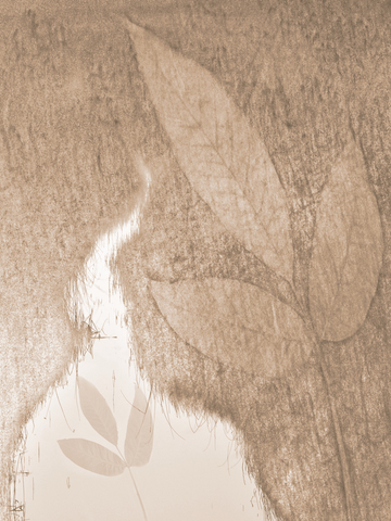 Blätter treiben auf Wasser in Sepia-Farbton.