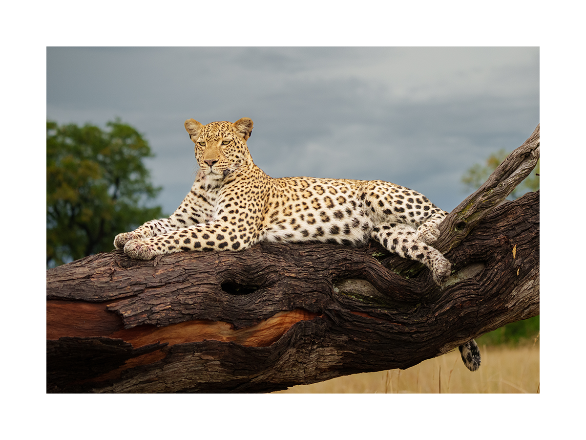 Ein Leopard ruht auf einem Baumstamm in der afrikanischen Savanne mit bewölktem Himmel im Hintergrund.