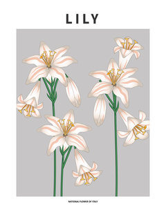 Illustration von Lilien, der Nationalblume Italiens, in einem minimalistischen Stil auf grauem Hintergrund.