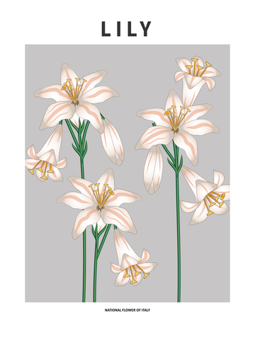 Illustration von Lilien, der Nationalblume Italiens, in einem minimalistischen Stil auf grauem Hintergrund.