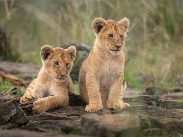 Zwei Löwenbabys sitzen auf einem Felsen in der Natur.