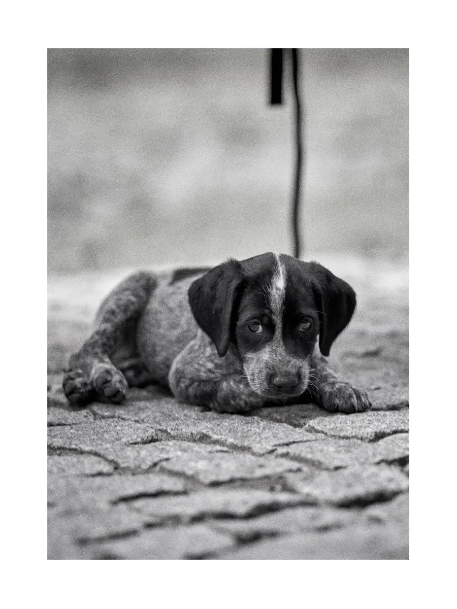 Schwarz-weiß-Fotografie eines kleinen Hundes, der auf dem Boden liegt, mit einem schwarz-weiß gestreiften Seil im Hintergrund.