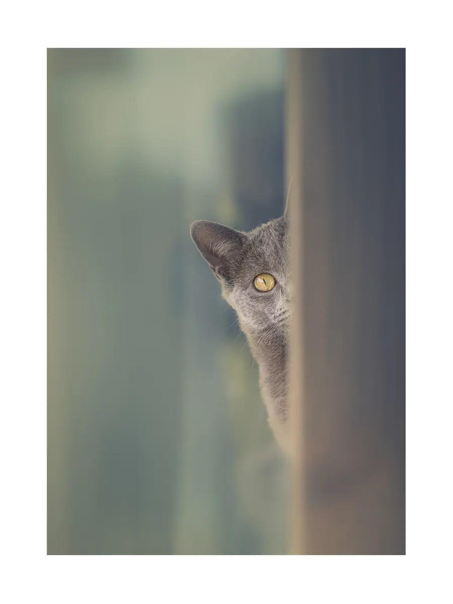 Eine graue Katze schaut um eine Ecke mit einem verschwommenen Hintergrund in Grün- und Blautönen.