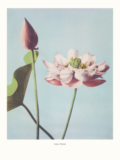 Poster einer rosa Lotusblume und -knospe vor einem blauen Hintergrund mit dem Text "Lotus Flower" darunter.