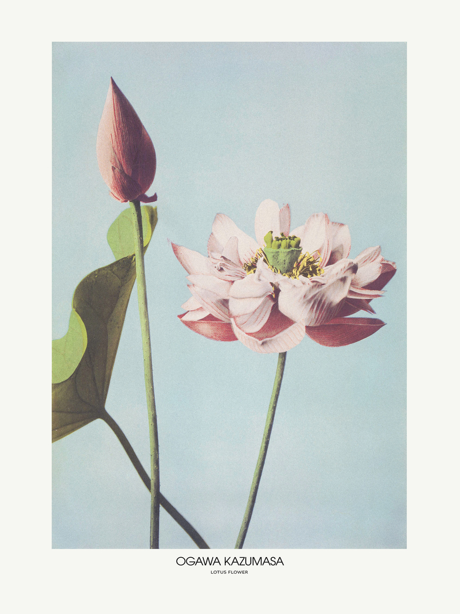Lotus Flower by Ogawa Poster