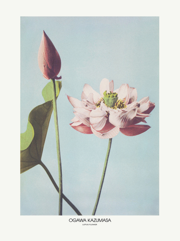 Poster mit einer rosa Lotusblume vor einem hellblauen Hintergrund.