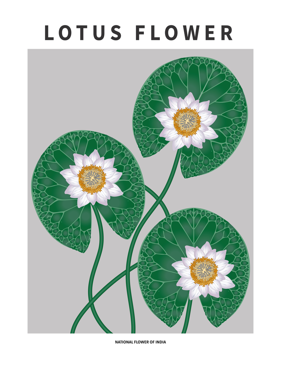 Illustration von Lotusblumen mit weißen Blütenblättern und grünen Blättern auf grauem Hintergrund.