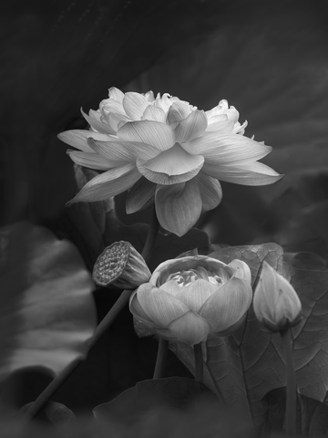Schwarz-weiß-Fotografie von Lotusblumen und -knospen.