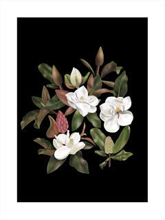 Illustration von weißen Magnolien mit grünen Blättern auf schwarzem Hintergrund.