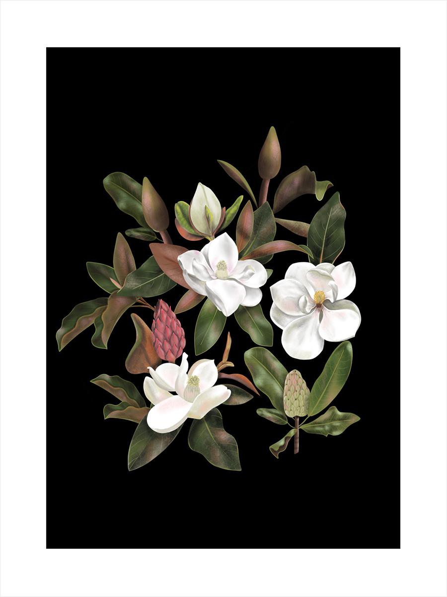 Illustration von weißen Magnolien mit grünen Blättern auf schwarzem Hintergrund.