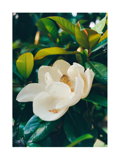 Weiße Magnolienblüte umgeben von grünen Blättern.