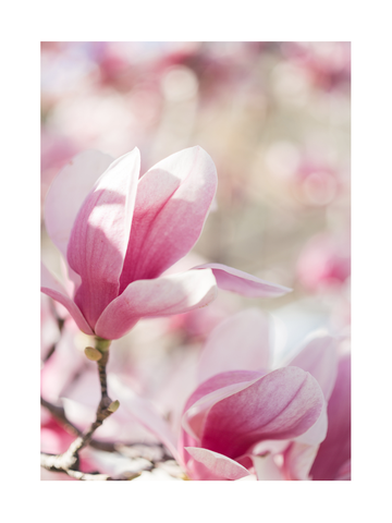 Fotografie von rosa Magnolienblüten mit verschwommenem Hintergrund.