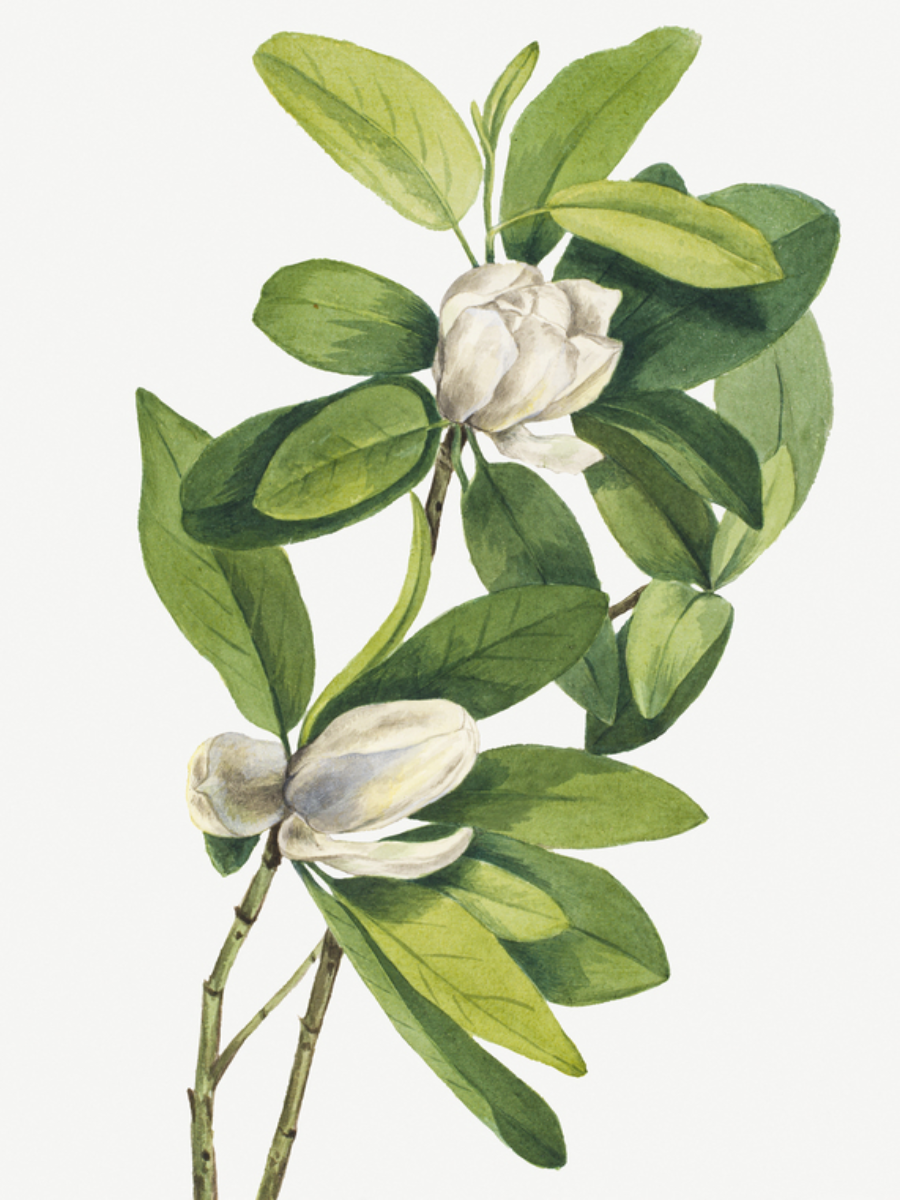 Illustration einer Magnolienblume mit grünen Blättern und weißen Blüten im Vintage-Stil.