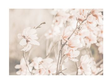 Fotografie von hellrosa Magnolienblüten auf einem Ast mit verschwommenem Hintergrund.