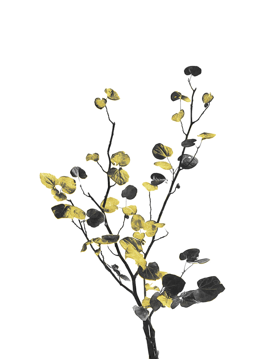 Botanisches Poster mit einem Eukalyptuszweig in Gelb und Schwarz auf weißem Hintergrund.