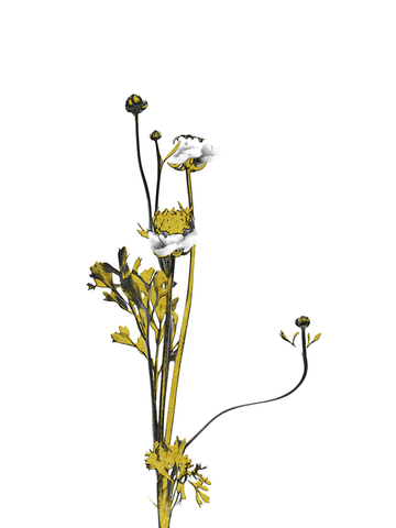 Illustration einer Blume mit gelben Blüten und grünen Blättern vor einem weißen Hintergrund.