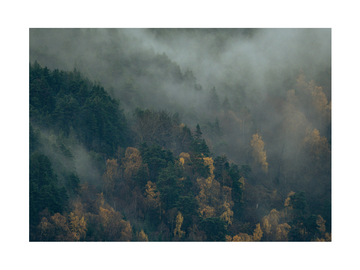 Fotografie eines nebligen Waldes mit Bäumen.