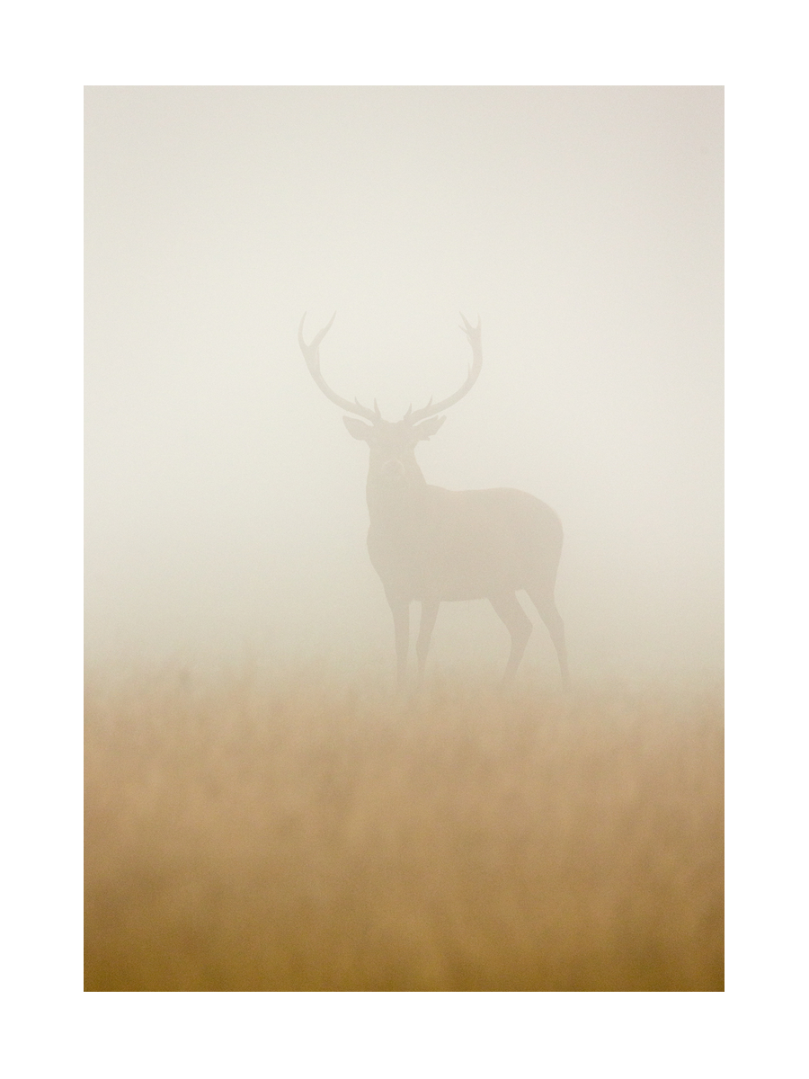Fotografie eines Hirsches im Nebel.