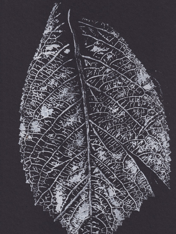 Minimalistisches Fotoposter eines weißen Blattes auf schwarzem Hintergrund.