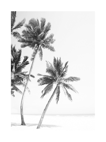 Schwarz-Weiß-Fotografie von Palmen an einem Strand.