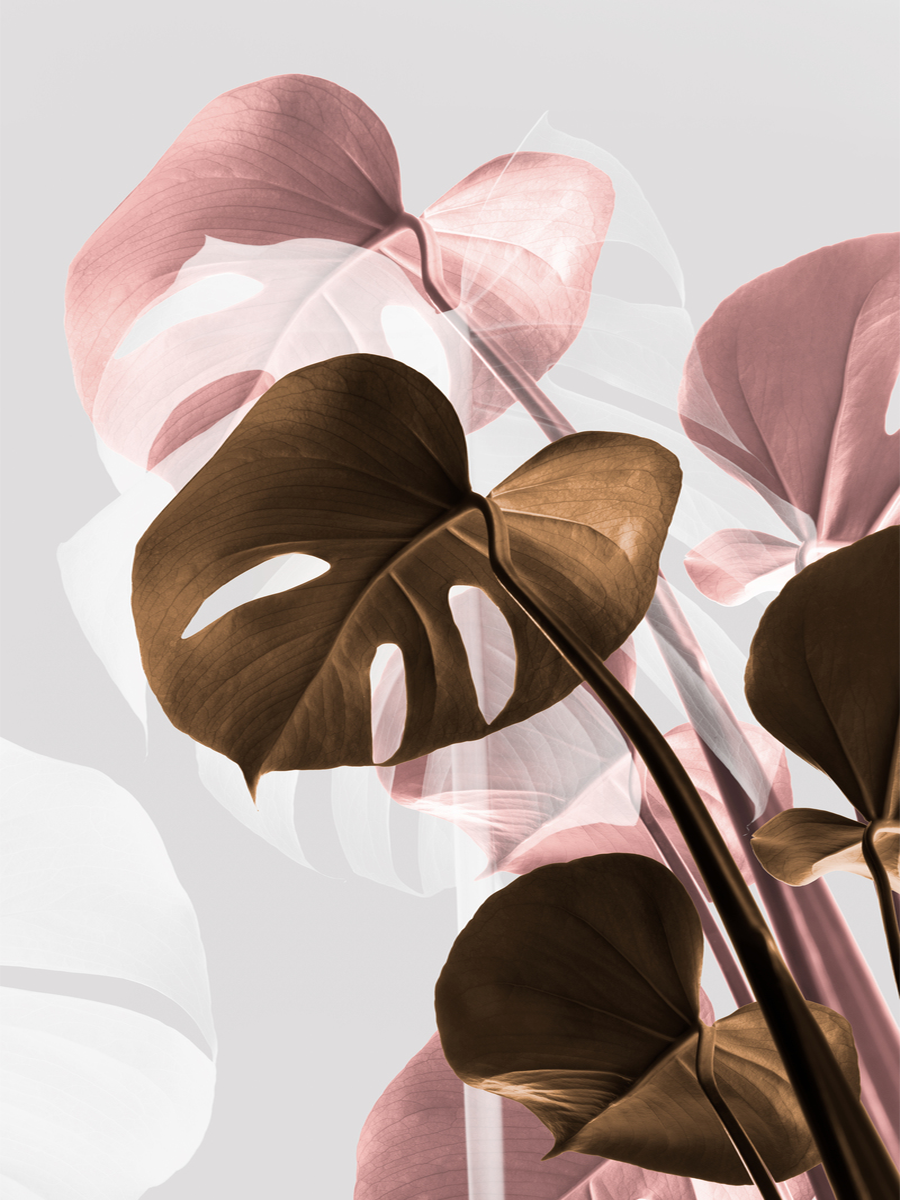 Fotografie von Monstera-Blättern in Braun und Rosa vor einem hellgrauen Hintergrund.